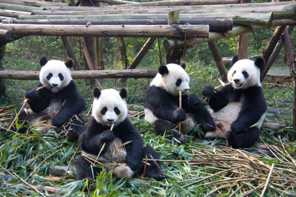 Chengdu Giant Pandas